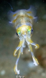 Sepia esculenta (golden cuttlefish). (f/5.6, 1/80, ISO-50... by E&e Lp 